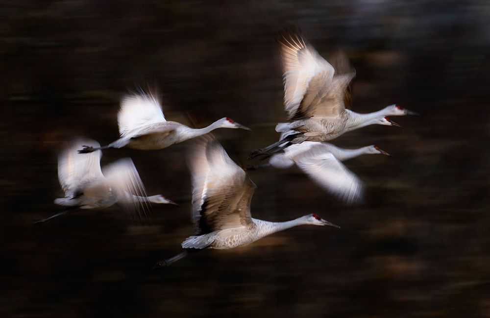 Sandy Cranes flying motion art print by Li Chen for $57.95 CAD