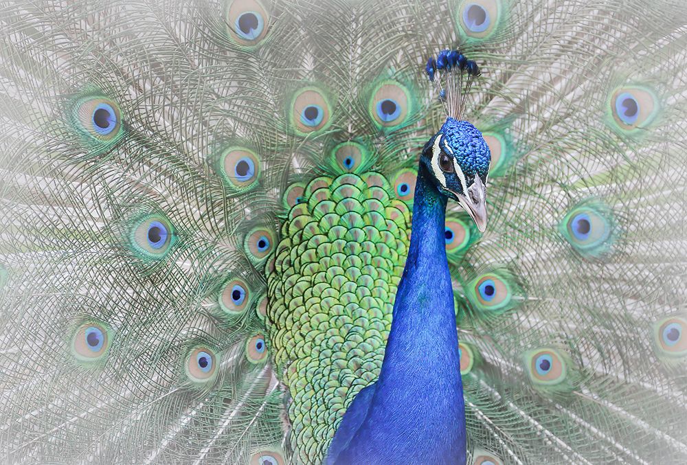 Peacock art print by Yuzheng Ren for $57.95 CAD