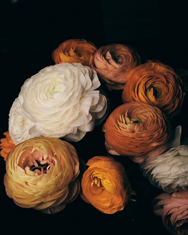 Ranunculus art print by FiguraNYC Photography for $57.95 CAD
