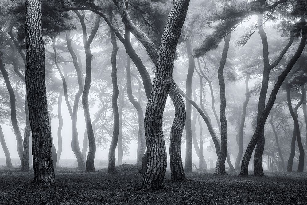 Foggy Morning Ii art print by Tiger Seo for $57.95 CAD