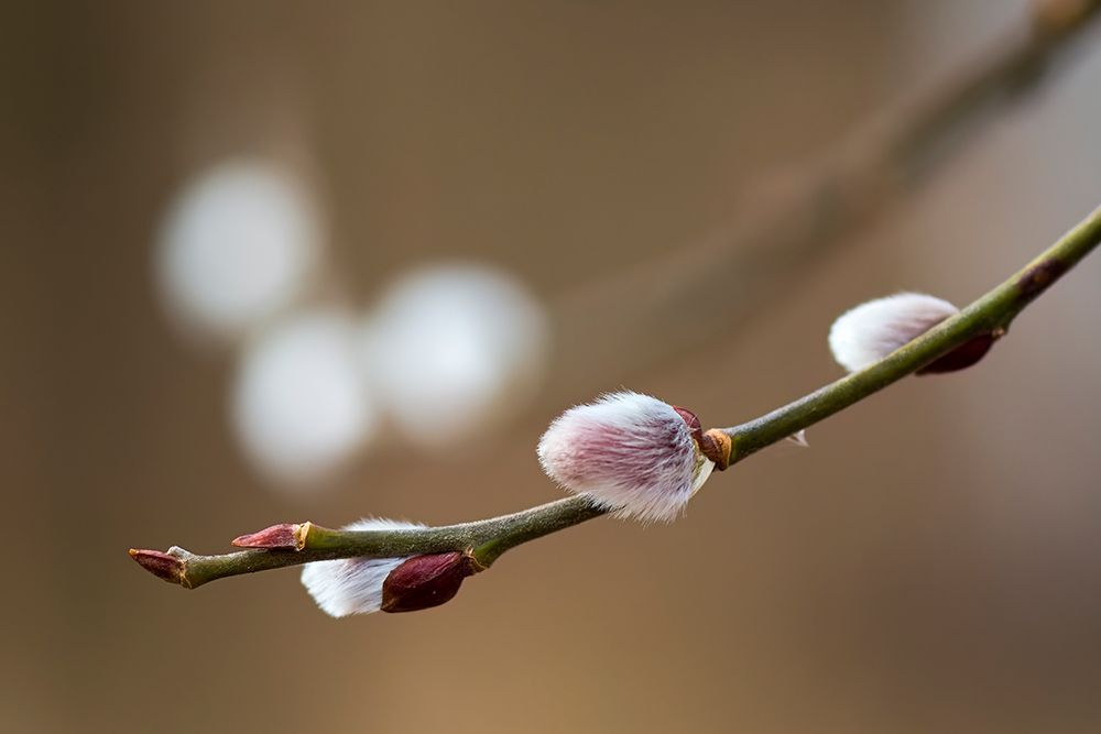 Spring art print by Roman Chudas for $57.95 CAD