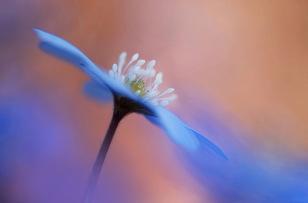 En blommas ljuvlighet. art print by Ylva Sjogren for $57.95 CAD