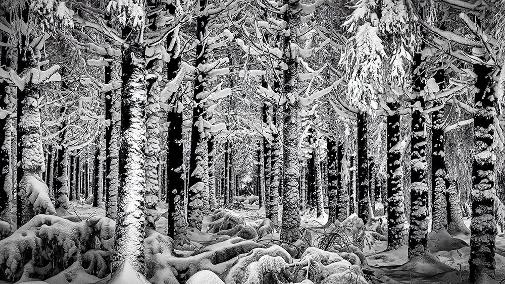 Winter Forest art print by Dimitar Genchev for $57.95 CAD