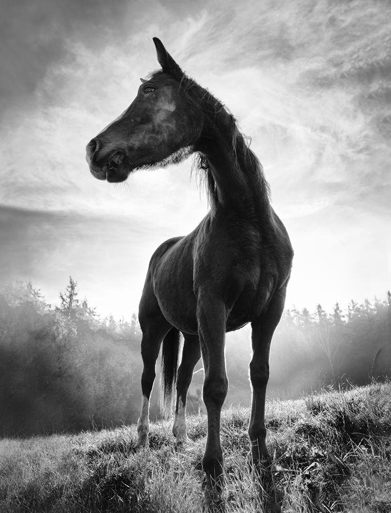 Backlight Horse art print by Alessandro Accordini for $57.95 CAD