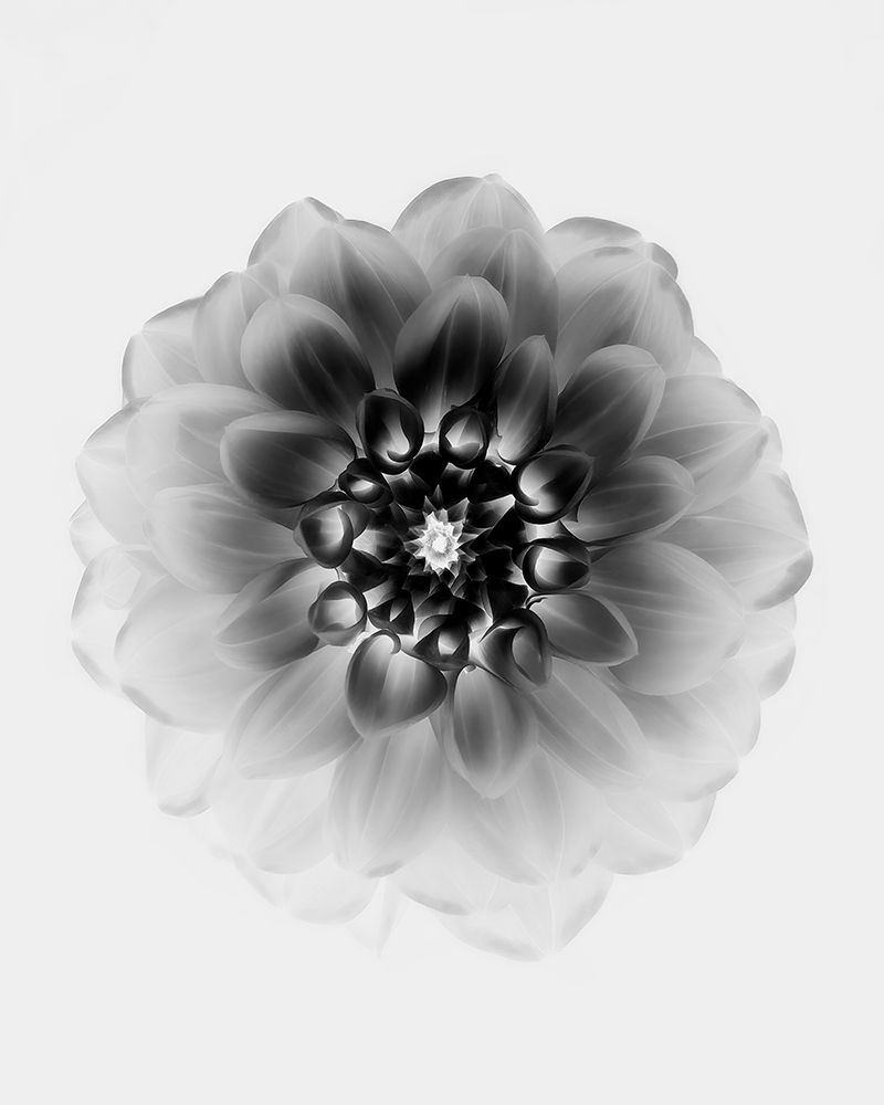 X-Ray art print by Alex Zhao for $57.95 CAD
