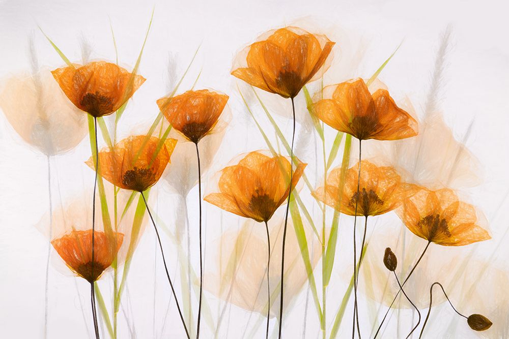 Poppy Art art print by brigitte van krimpen for $57.95 CAD