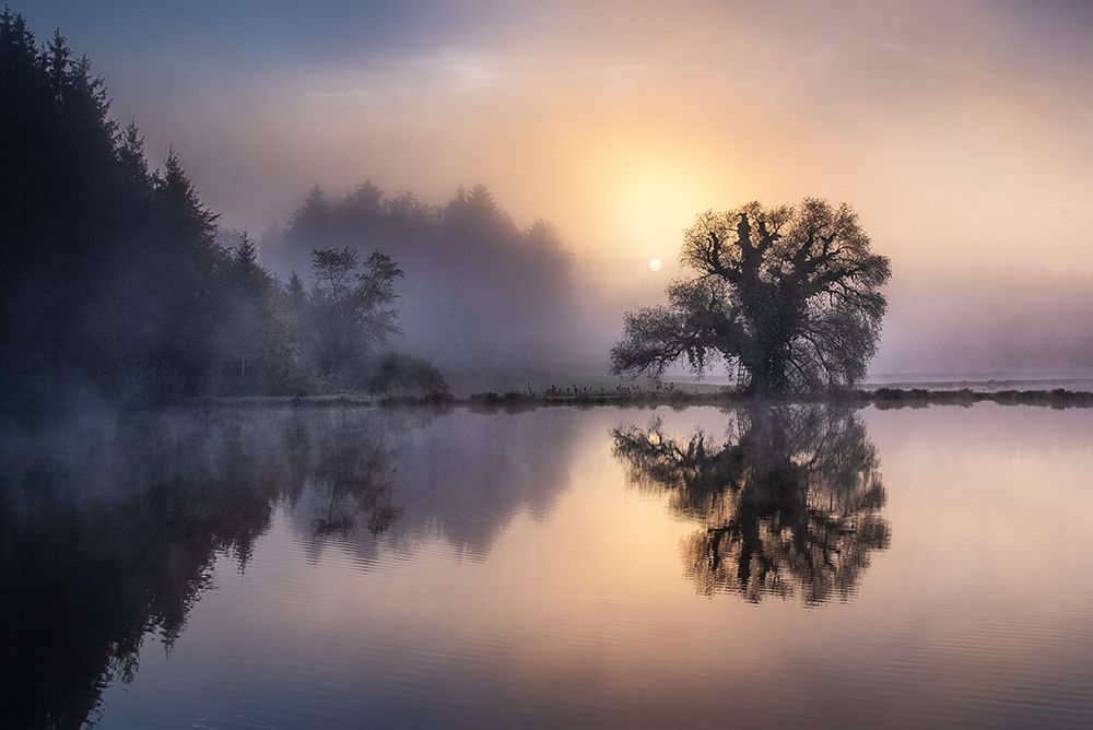 The old willow in the morning light art print by Ulrike Eisenmann for $57.95 CAD