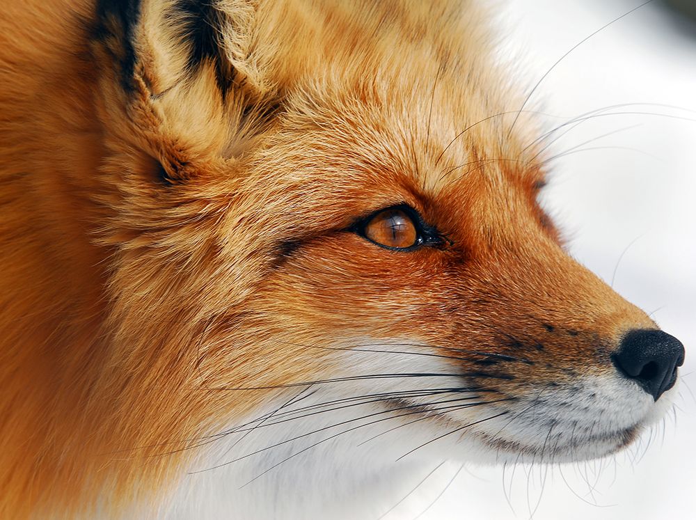 Red Fox art print by Alain Turgeon for $57.95 CAD