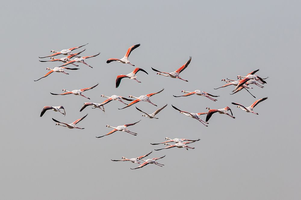 Greater Flamingos In Flight art print by Natalia Rublina for $57.95 CAD