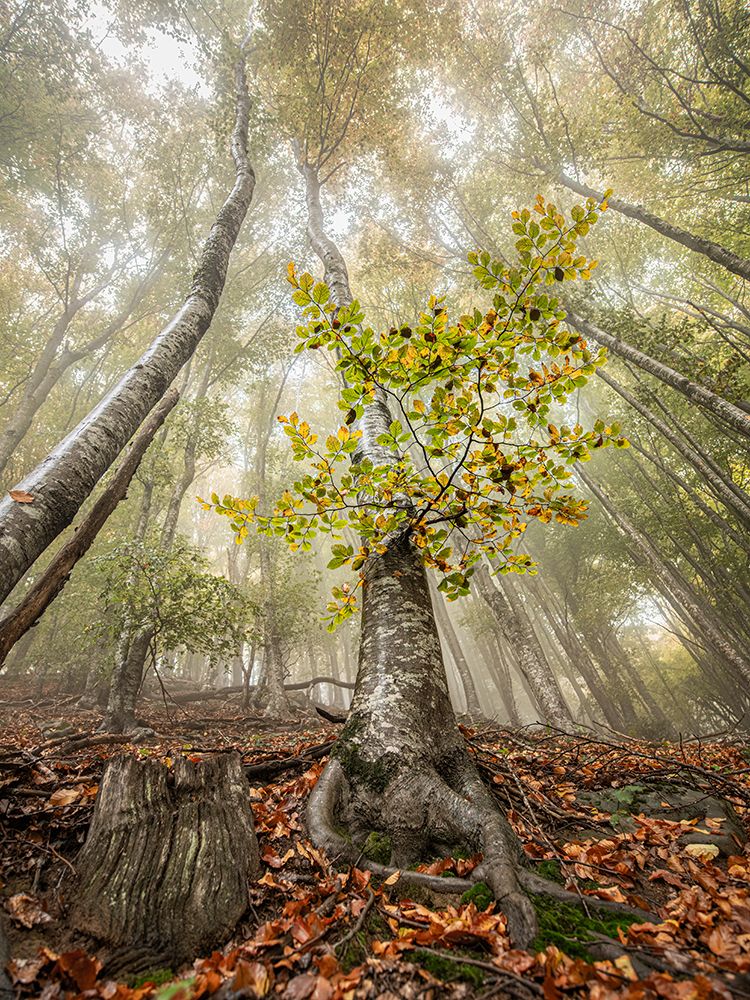 Autumn in Llancers art print by Ruben Ramos for $57.95 CAD