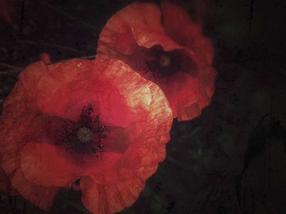 Blood thirsty Poppies art print by Delphine Margau for $57.95 CAD