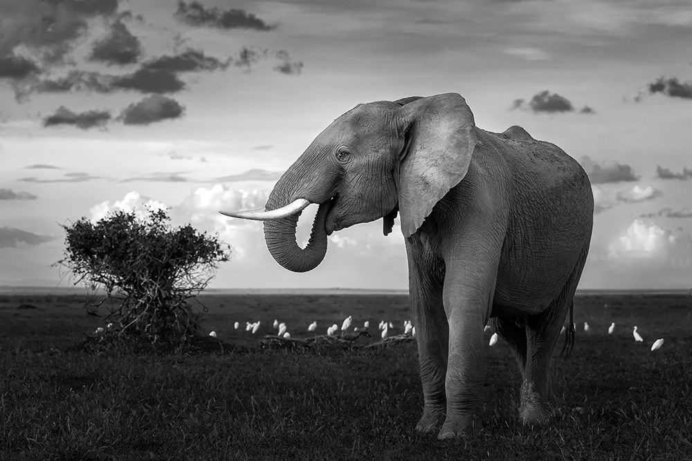 Beautiful Elephant art print by Ahmed Sobhi for $57.95 CAD