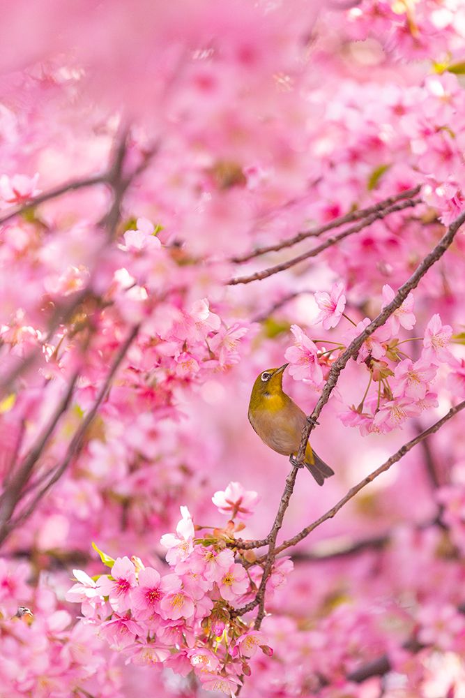 cherry blossoms and bird art print by Liang Chen for $57.95 CAD