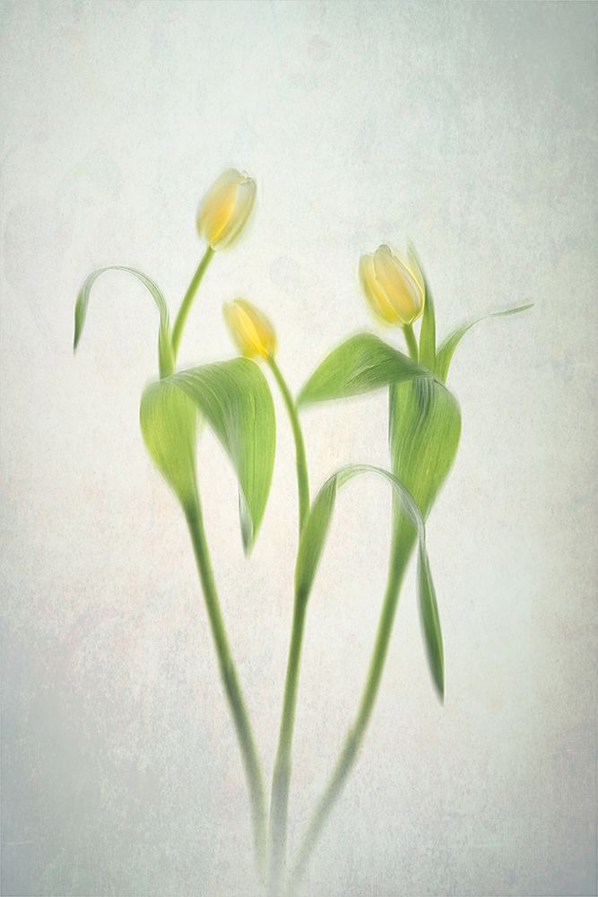 Yellow Tulips art print by Lydia Jacobs for $57.95 CAD