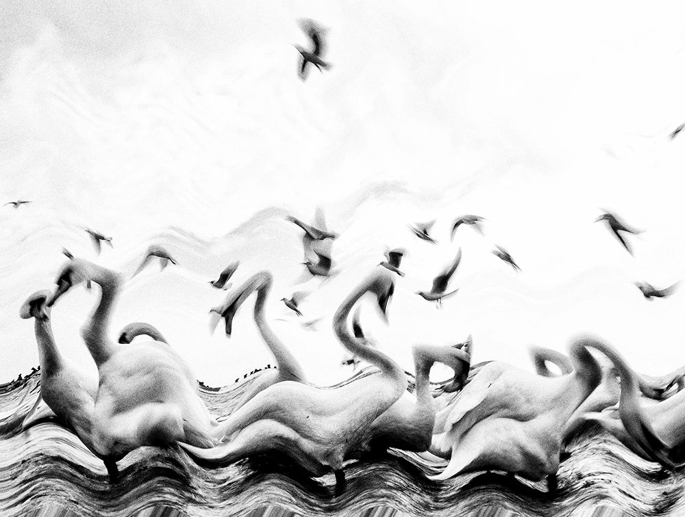Swans waves art print by Silvia Dinca for $57.95 CAD