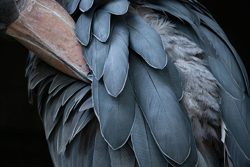 Feather art print by Juri Aoki for $57.95 CAD