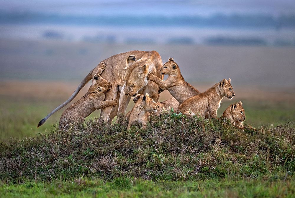 Lioness with the cubs of the pride art print by Xavier Ortega for $57.95 CAD