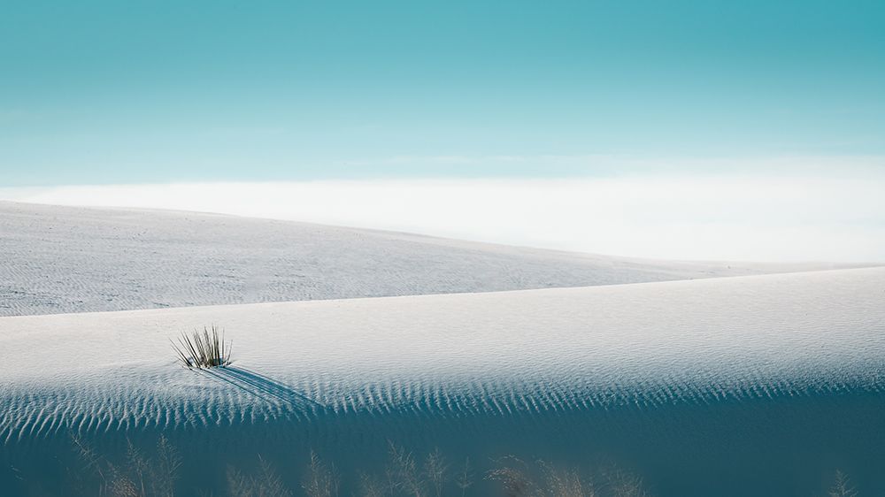 Growing in White Sands art print by Ling Zhang for $57.95 CAD