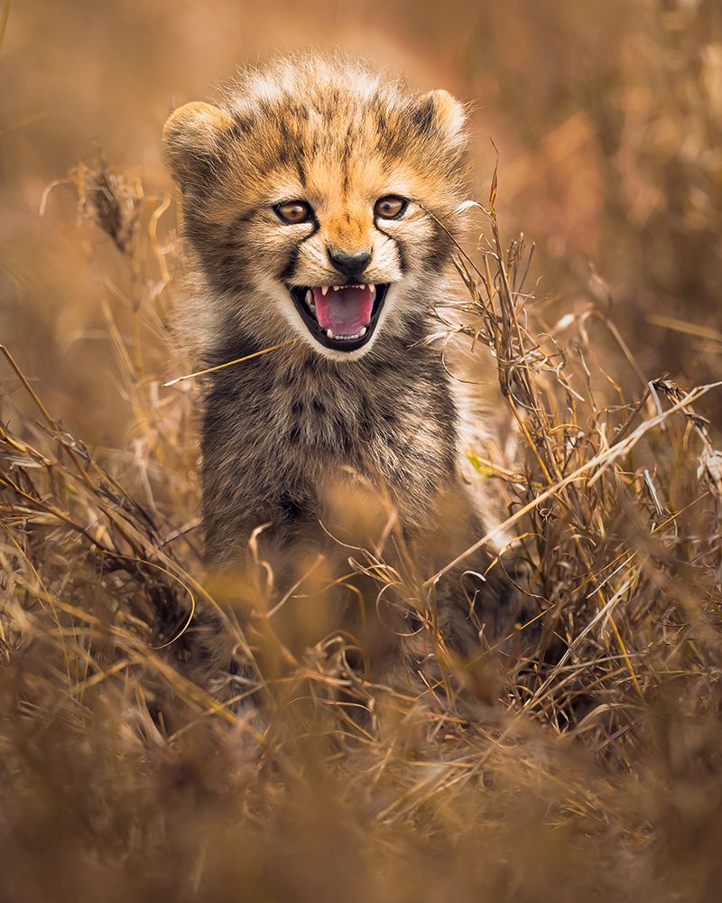 Big Smile art print by Ahmed Sobhi for $57.95 CAD