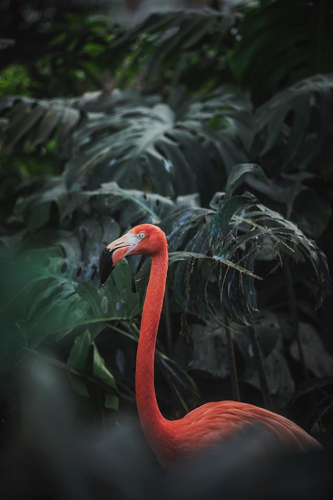 Flamingo art print by Dayvee for $57.95 CAD