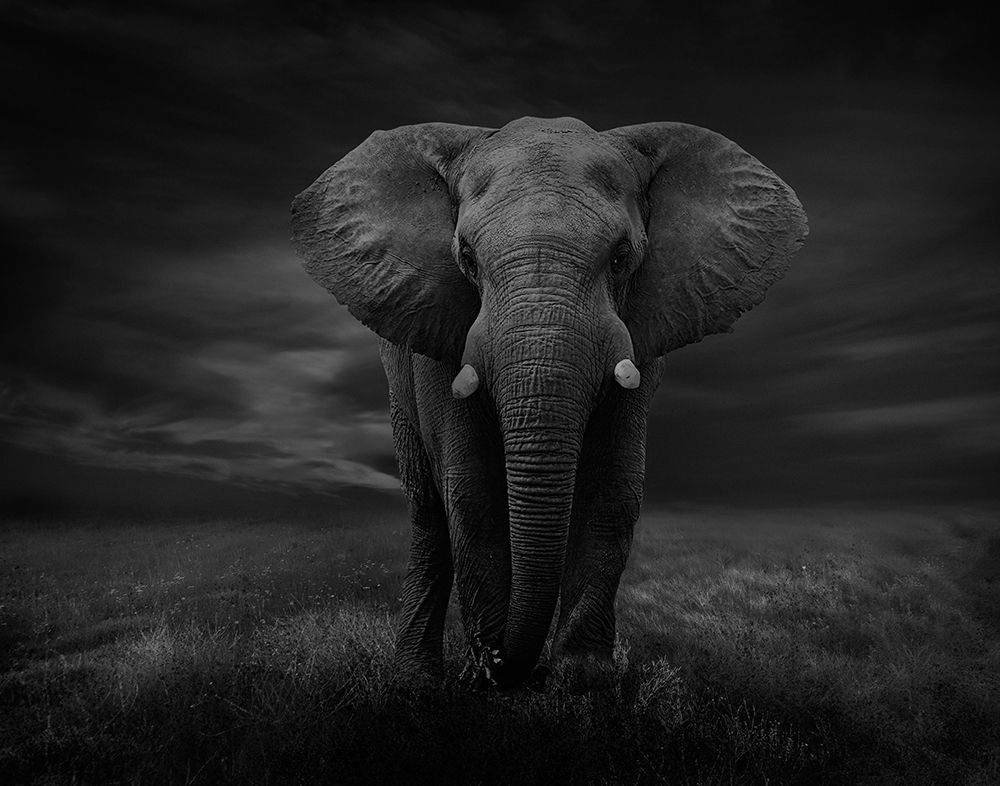 The Lonely Elephant art print by Krystina Wisniowska for $57.95 CAD