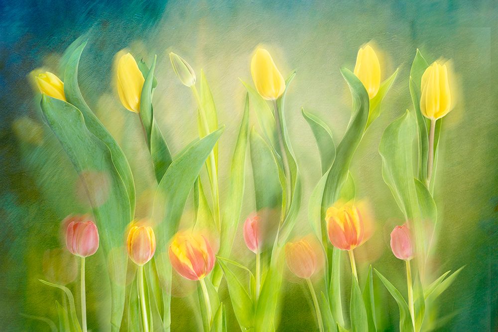 Dancing tulips art print by Greetje Van Son for $57.95 CAD