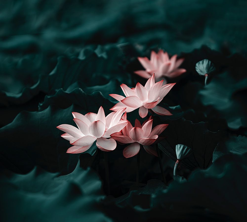 Lotus art print by Betty Liu for $57.95 CAD