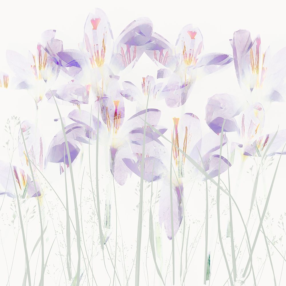 Crocuses In The Grass art print by Nel Talen for $57.95 CAD