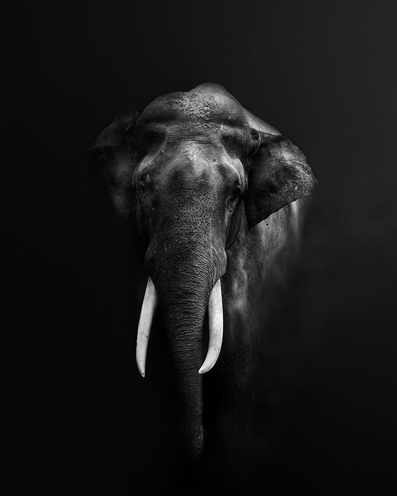 Elephant Portrait art print by Jayanta Guha for $57.95 CAD