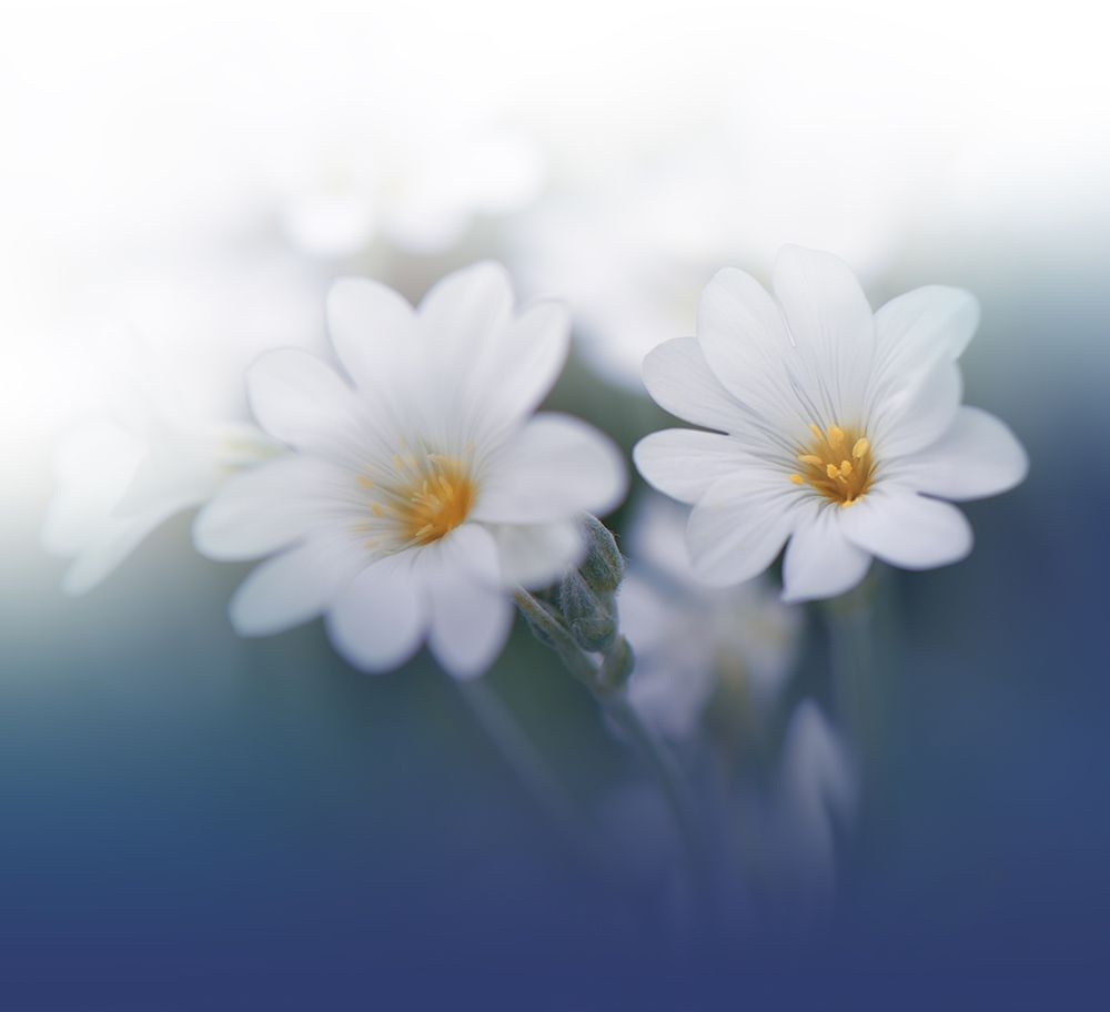 The Sound of Innocence...II art print by Juliana Nan for $57.95 CAD