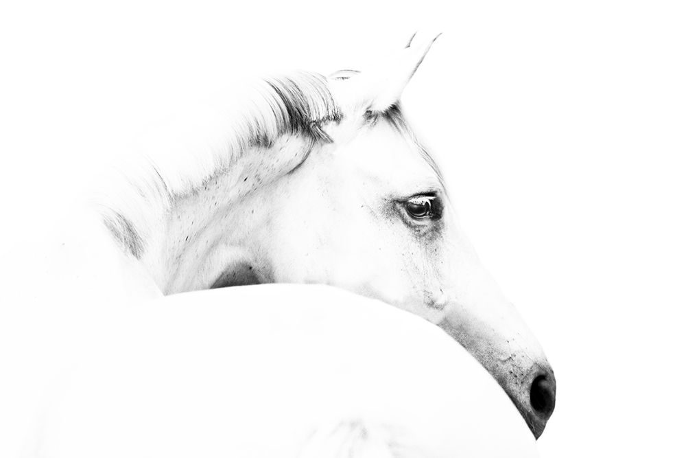 horse and minimalism art print by Ulrike Leinemann for $57.95 CAD