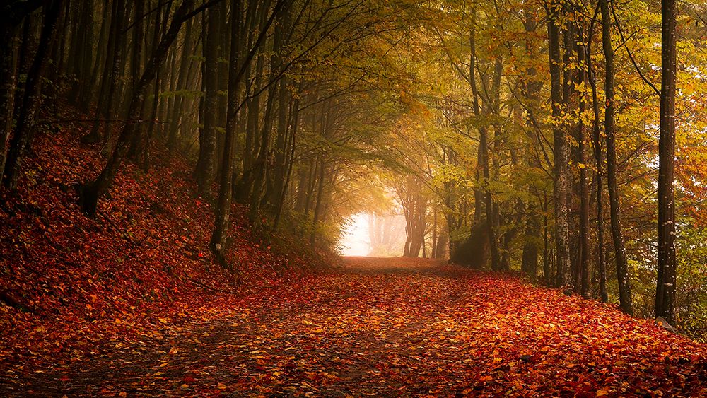 Autumn art print by Flegner Calin for $57.95 CAD