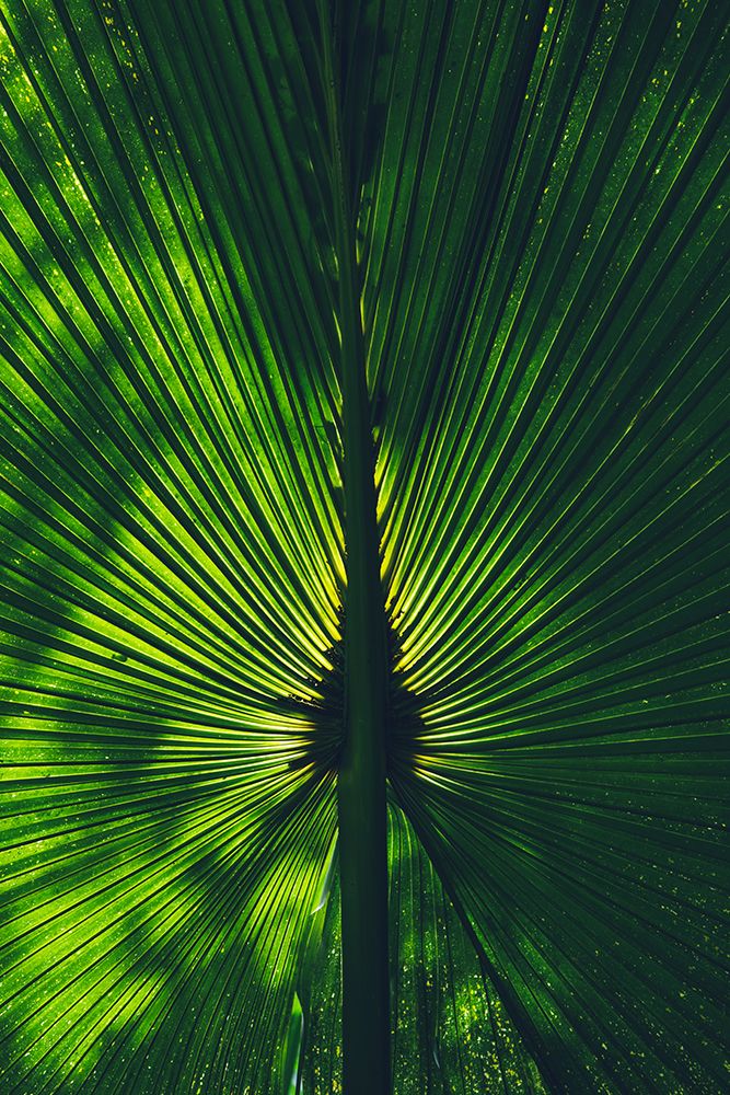 Background lighted palm tree leaf art print by Miguel Alcantara for $57.95 CAD