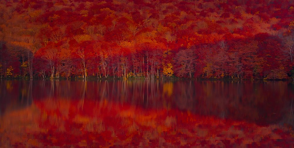 Burning red leaves art print by Liang Chen for $57.95 CAD