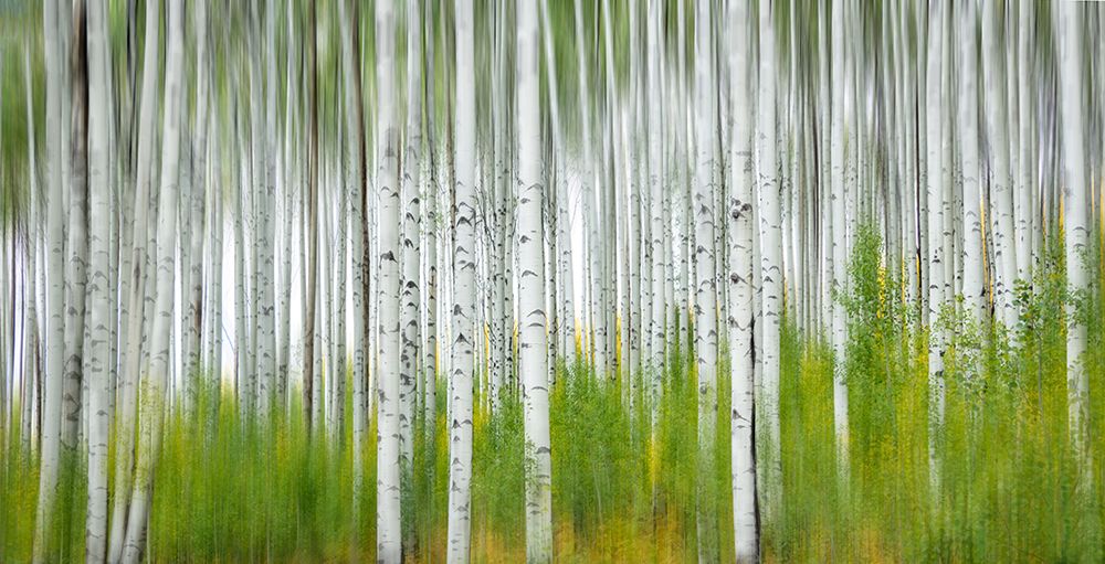 Aspen Forest art print by Jimmy Yang for $57.95 CAD