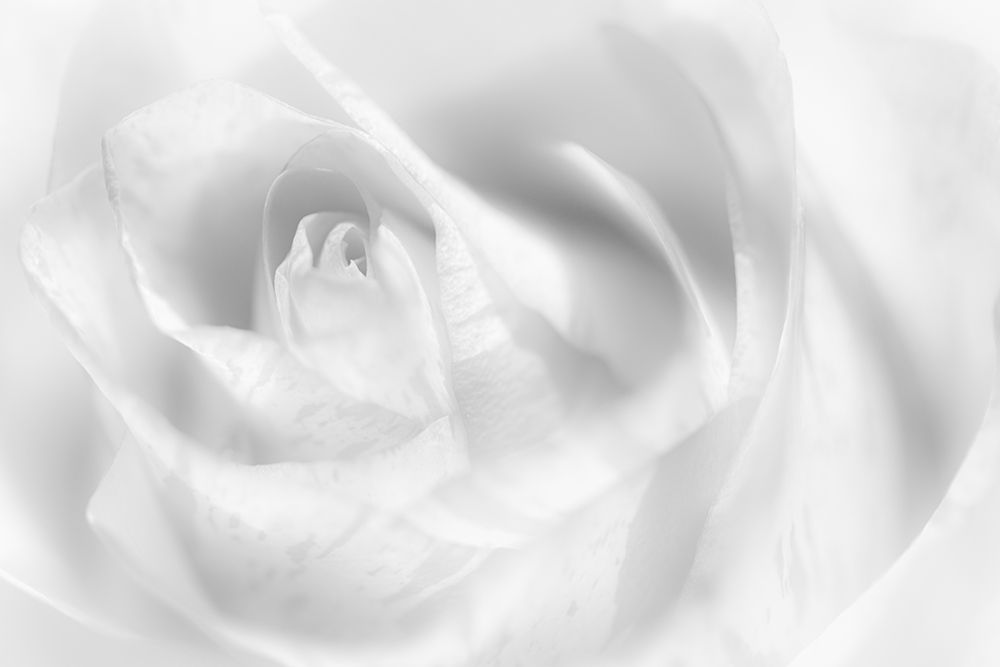 Hint Of A Rose art print by Peter Pfeiffer for $57.95 CAD