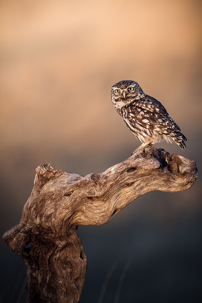 Little owl art print by Magnus Renmyr for $57.95 CAD