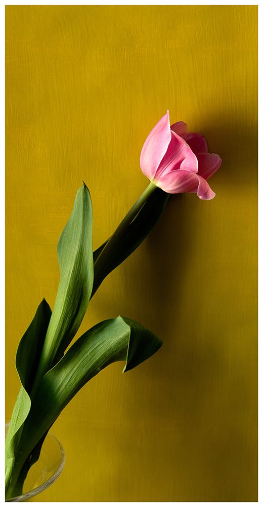 Tulip1 art print by Delphine De Malleray for $57.95 CAD