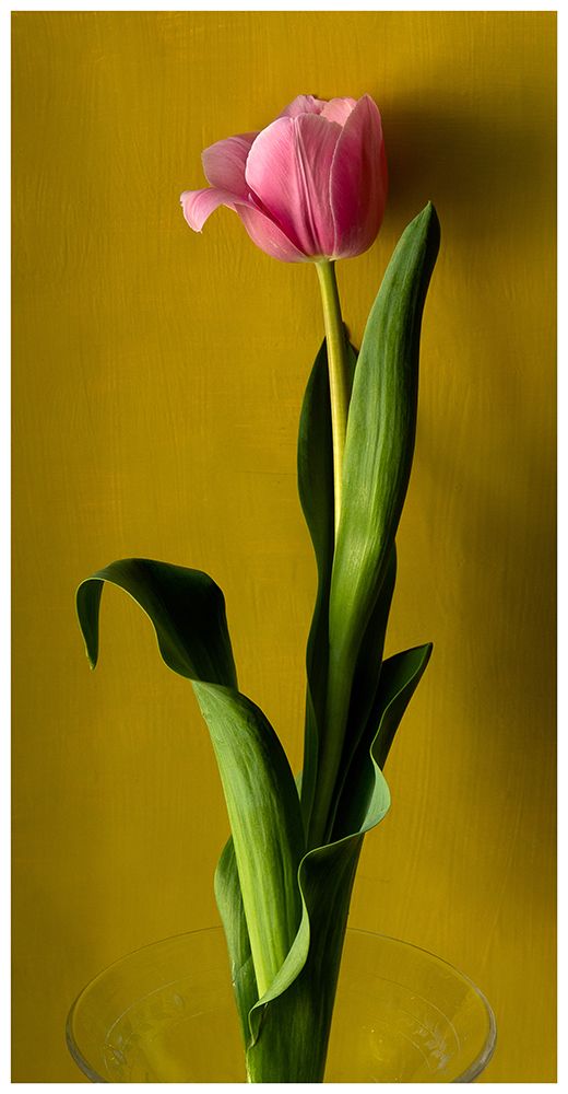 Tulip2 art print by Delphine De Malleray for $57.95 CAD