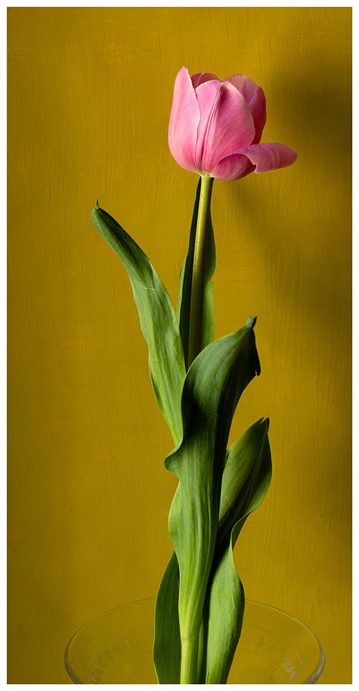 Tulip3 art print by Delphine De Malleray for $57.95 CAD