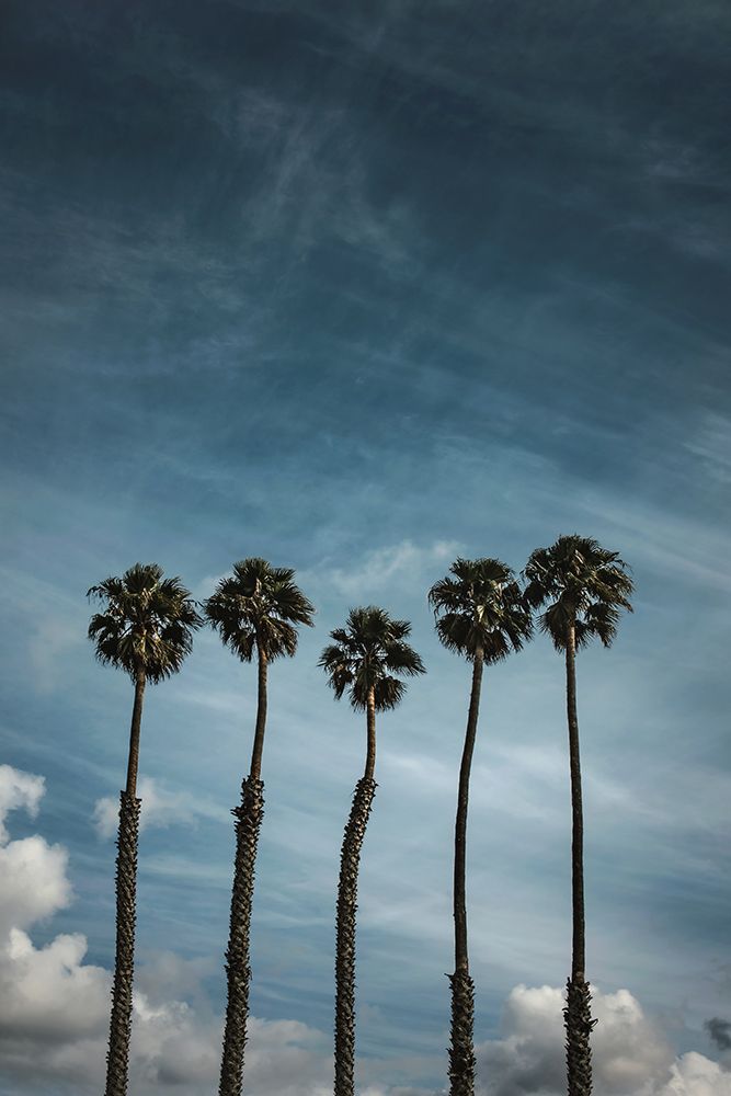 Five Palms art print by Tim Mossholder for $57.95 CAD