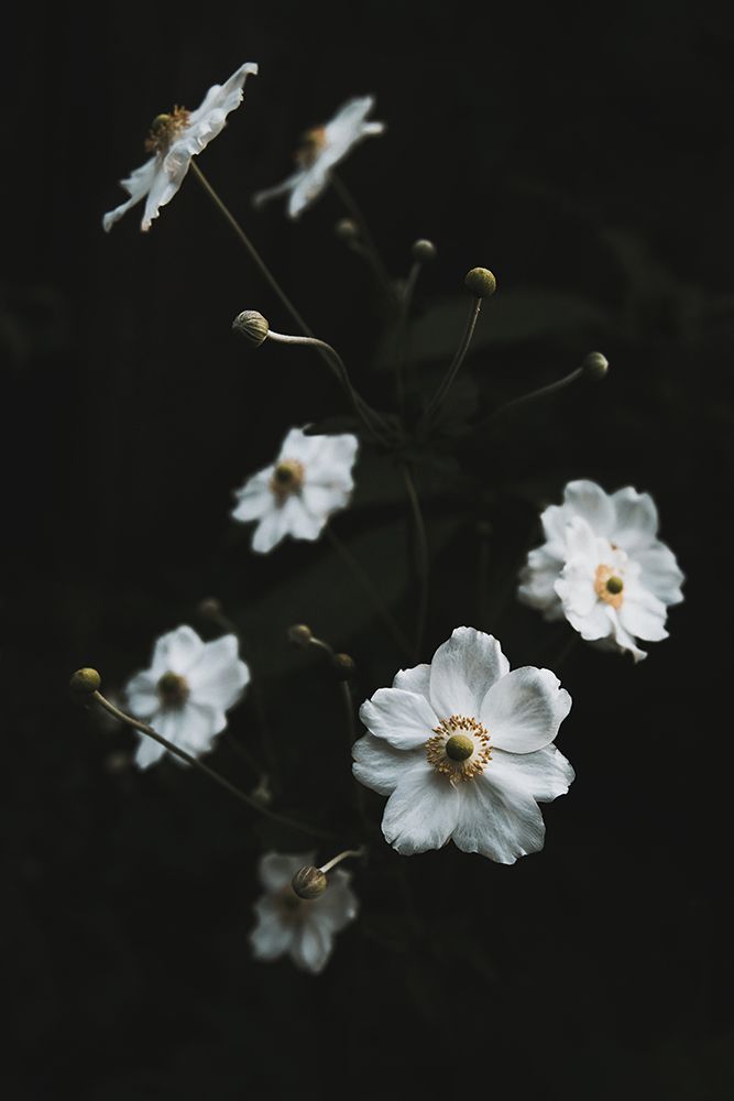 White Flowers art print by Tim Mossholder for $57.95 CAD