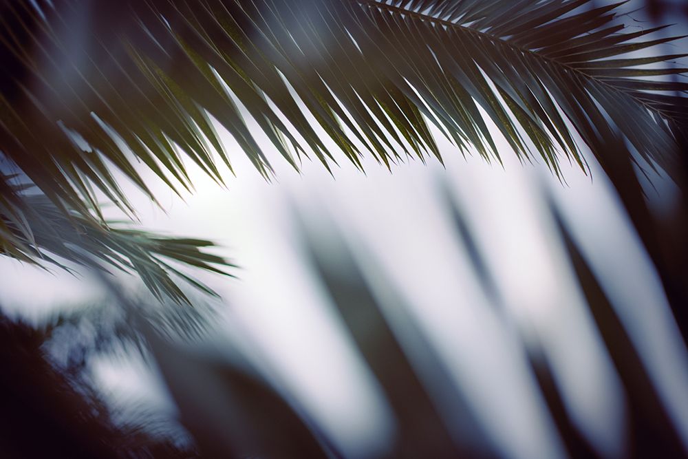 Palm Branches art print by Tim Mossholder for $57.95 CAD