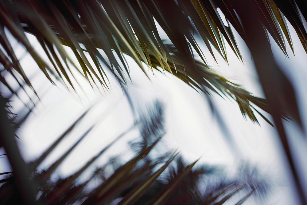 Palm Branches art print by Tim Mossholder for $57.95 CAD