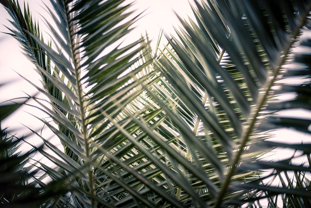 Palm Branches art print by Tim Mossholder for $57.95 CAD