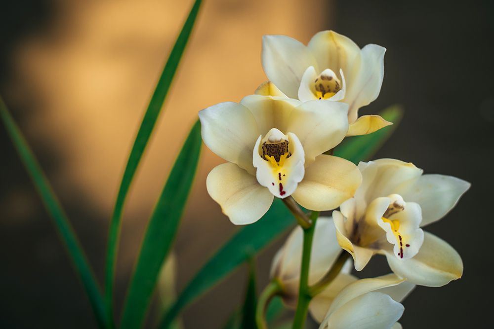White Orchids art print by Tim Mossholder for $57.95 CAD