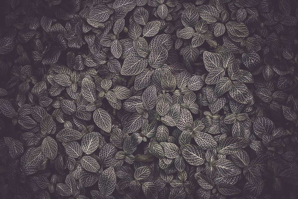 Flora Blanket art print by Tim Mossholder for $57.95 CAD