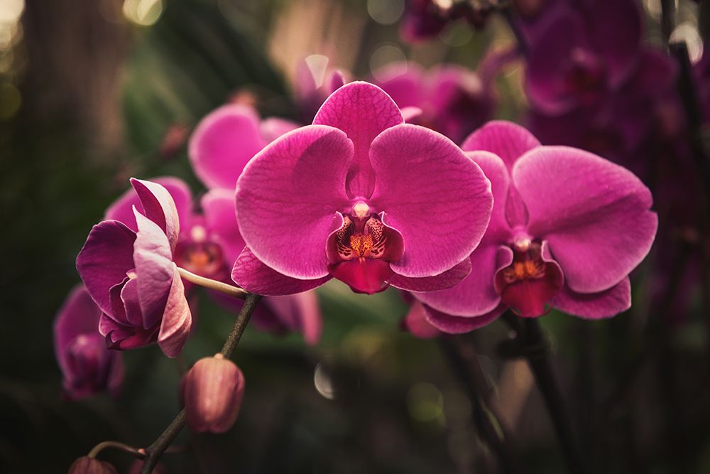 Hot Pink Orchid art print by Tim Mossholder for $57.95 CAD