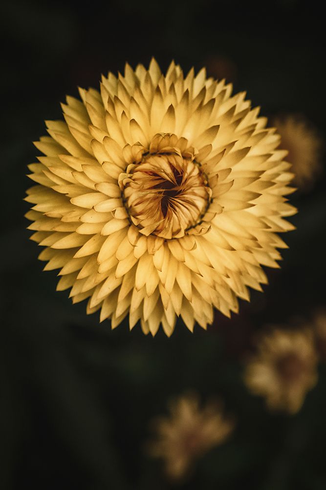 Yellow Floral Texture art print by Tim Mossholder for $57.95 CAD