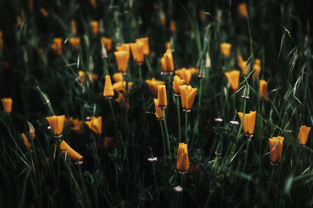 Golden Poppies art print by Tim Mossholder for $57.95 CAD
